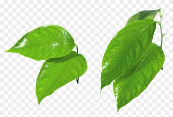 Bunch Ideas Of Green Leaves Forty Two Excellent Green - Bunch Ideas Of Green Leaves Forty Two Excellent Green