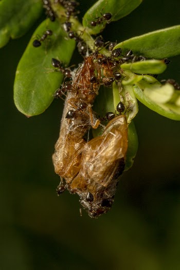 Bunch Of Ants On Plant