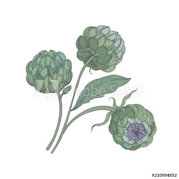Bunch of artichokes with green buds, stalks and leaves isolated on white background