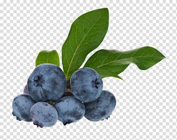 Bunch of blueberries, Blueberry Tea Bilberry Huckleberry Fruit, blueberry transparent background PNG clipart