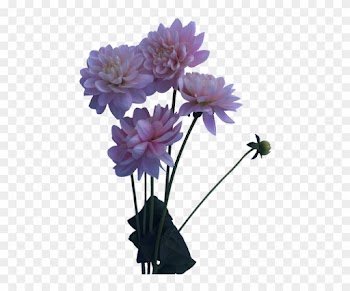 Bunch Of Blush Or Baby Pink Dahlias Perfect For Whimsical, - Daliha Flower Plant Png