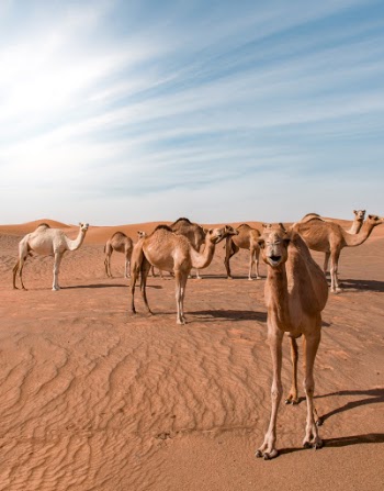 Bunch of Camels in Desert Dune