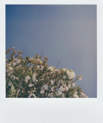 Bunch Of Flowers 