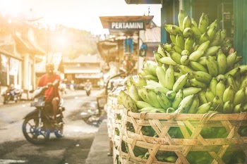 Bunch of Green Bananas in Basket
