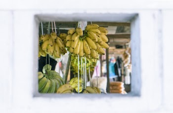 Bunch of Hanged Bananas