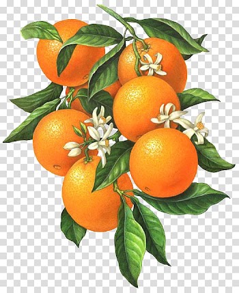Bunch of orange , Citrus xd7 sinensis Orange blossom Botanical illustration Illustration, Small white flowers of the orange fruit transparent background PNG clipart