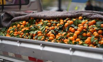 Bunch of Orange Fruit