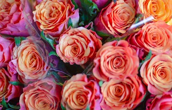 Bunch of Orange Petaled Flowers