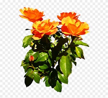Bunch Of Orange Roses Blooming - Garden Roses