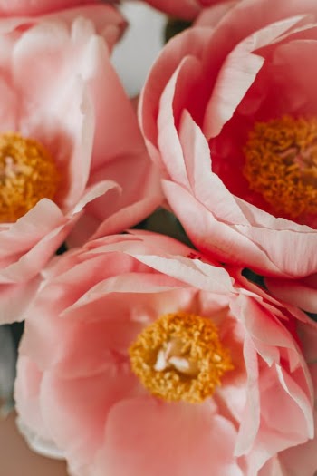 Bunch of peony flowers in room · Free Stock Photo