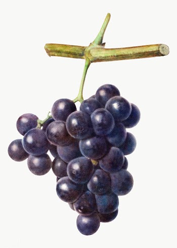 Bunch of purple grapes on a twig acrylic style sticker overlay | Free  transparent png - 2347004