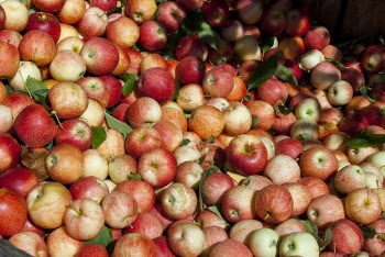 Bunch of Red and Orange Apples