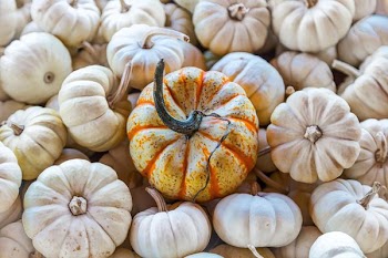 bunch of squashes
