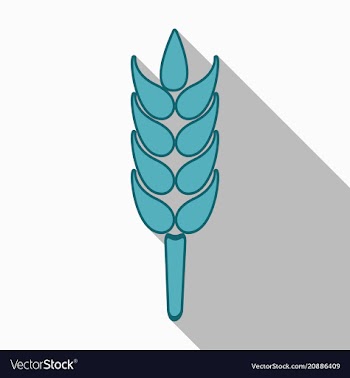 Bunch of wheat ears dried whole grains realistic vector image