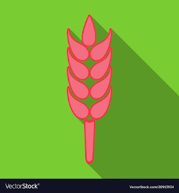 Bunch of wheat ears dried whole grains realistic vector image