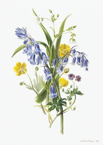 Bunch of wild flowers (1895) by Dolly Gurney. Original from Museum of New Zealand. Digitally enhanced by rawpixel.