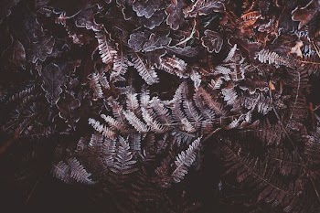 bunch of withered leaved