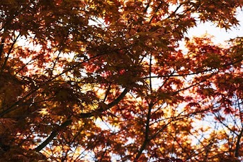 Bunches Of Japanese Maple Leaves Layered Over Sky In Soft Focus