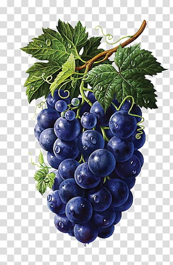 , bundle of blueberry fruits transparent background PNG clipart