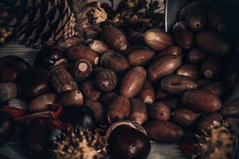Bundle of Brown Nuts