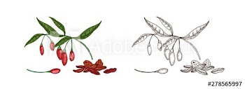 Bundle of colorful and monochrome drawings of fresh and dried goji berries