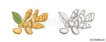 Bundle of colorful and monochrome drawings of raw ginger root