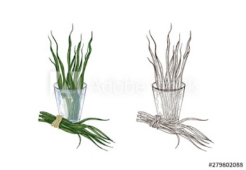 Bundle of colorful and monochrome drawings of spirulina algae in glass