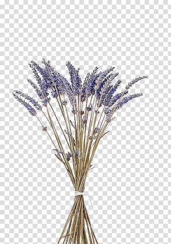 Bundle of flowers , English lavender Flower Lavender oil , Purple lavender with dried flowers transparent background PNG clipart