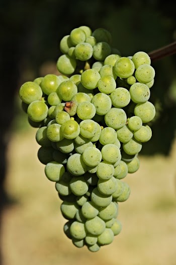 Bundle of Green Grapes