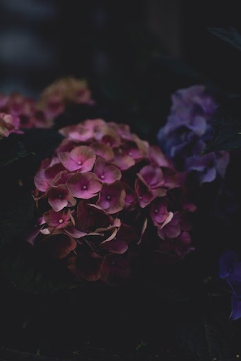 Bundle of Pink Petaled Flowers