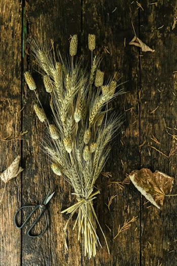 Bundle of Wheat on Brown Wooden Surface Near Scissors