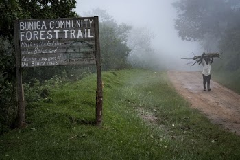 Buniga community forest trial wood | Free Photo - rawpixel