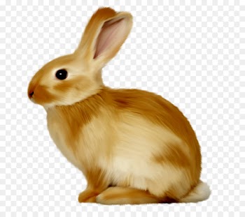 Bunnies & Rabbits Hare Clip art - Cute little bunny 
