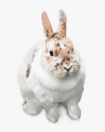 Bunny isolated on white, real | Free PSD - rawpixel