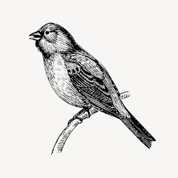 Bunting bird clipart, vintage animal | Free Vector - rawpixel