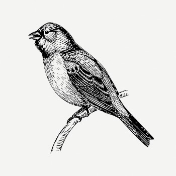 Bunting bird drawing, animal vintage | Free PSD - rawpixel