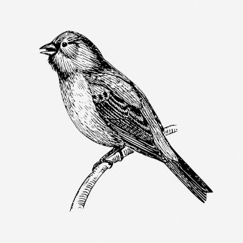 Bunting bird drawing, vintage animal | Free Photo - rawpixel
