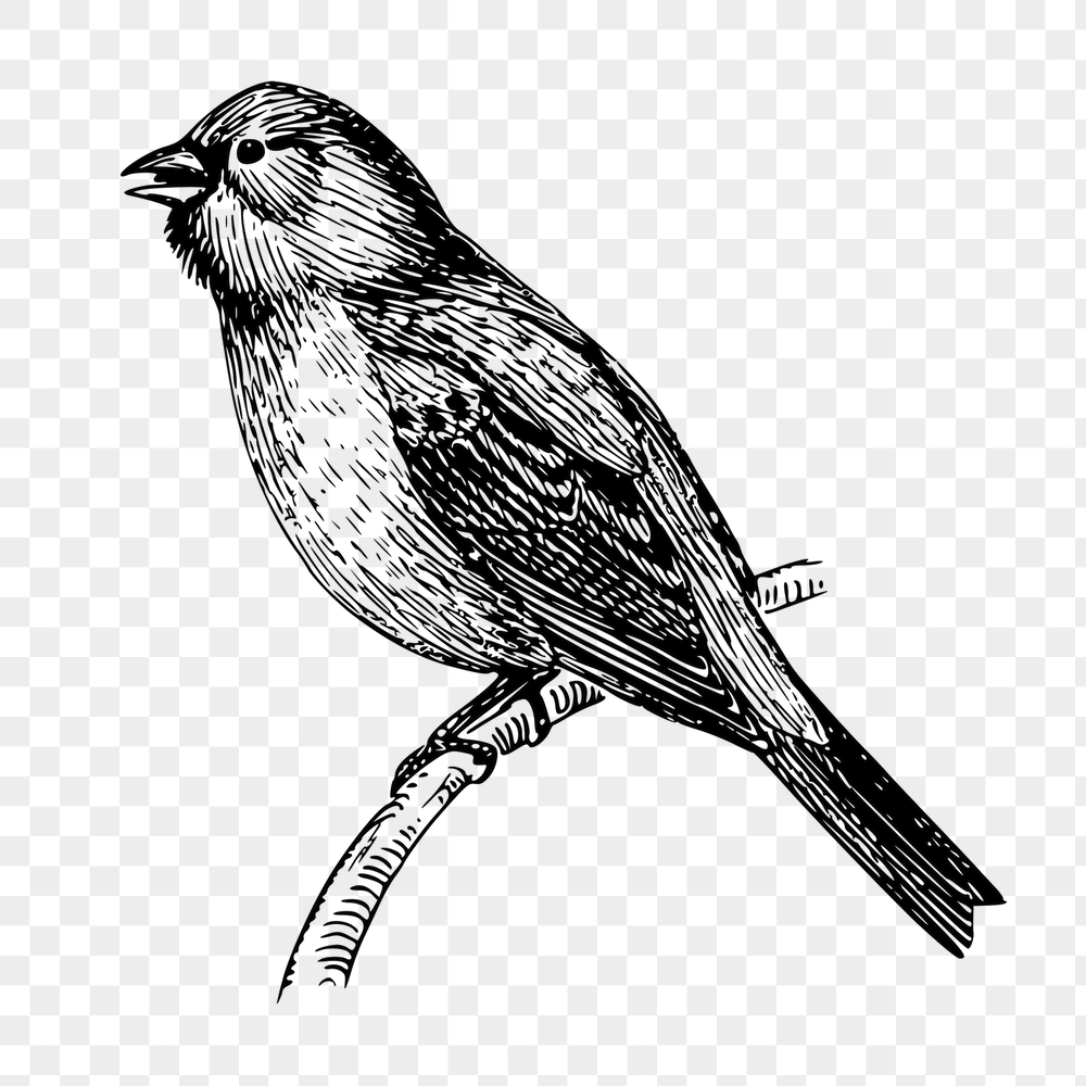 Bunting bird png sticker, animal | Free PNG - rawpixel