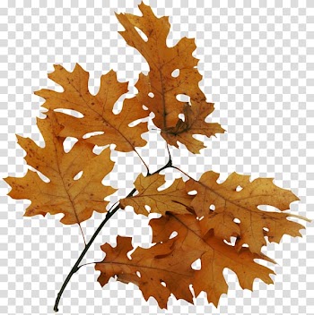 Bur oak Leaf Tree Portable Network Graphics, Leaf transparent background PNG clipart