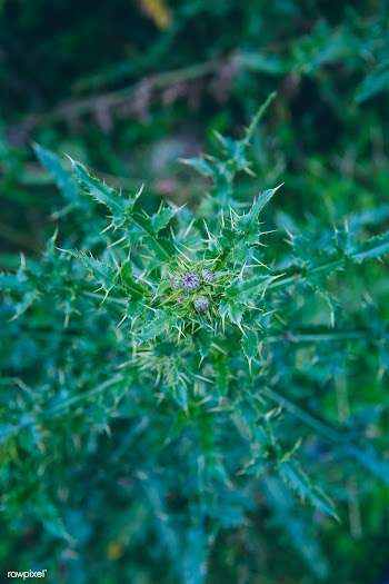 Burdock | Free public domain photo - 432736