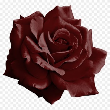 Burgundy Rose Png By Yotoots Burgundy Rose Png By Yotoots - Burgundy Rose Transparent