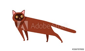 Burmese cat breed flat vector illustration