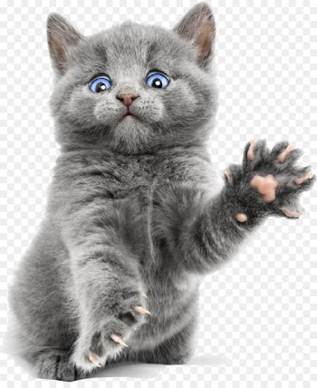 Burmese cat Russian Blue Ragdoll Bengal cat Kitten - Cute hello kitty 