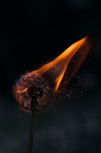 burning white dandelion