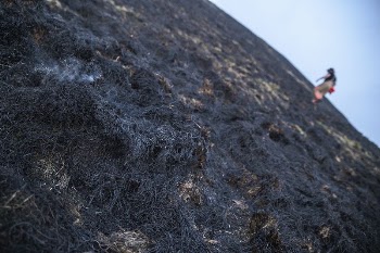 Burnt forest fire area. Original | Free Photo - rawpixel