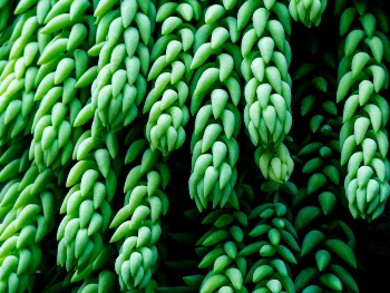 Burro's-tail Plant in Close-up Photography