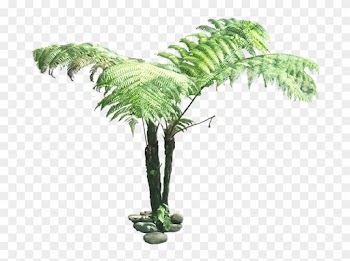 Bush Clipart Jungle Tree - Tree Fern Cut Out