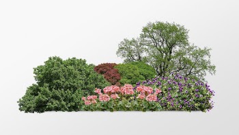 Bush collage element, nature design | Free PSD - rawpixel
