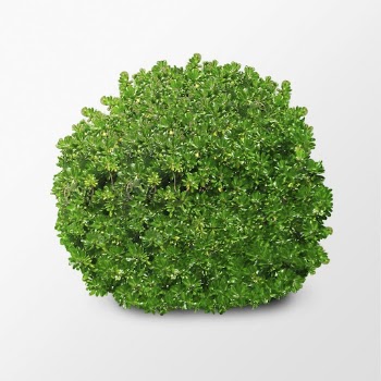 Bush isolated on white, nature | Free Photo - rawpixel