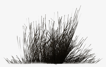 Bush Png Black And White Transparent Bush Black And - Grass Black ...